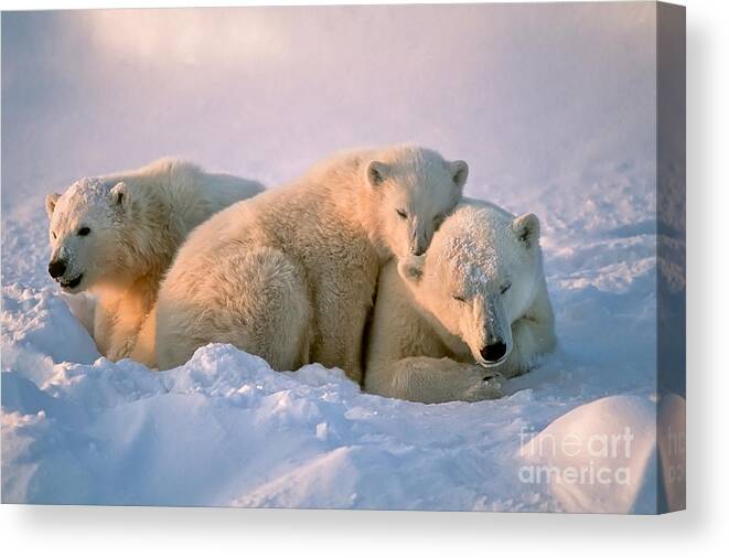 Bear Cub Canvas Print featuring the photograph Polar Bear With Her Cubs by Outdoorsman