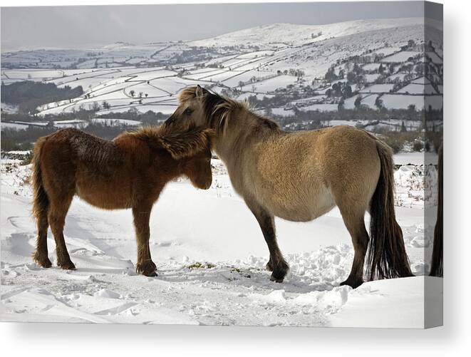 Snow Canvas Print featuring the photograph Ponies by Brianhaslam