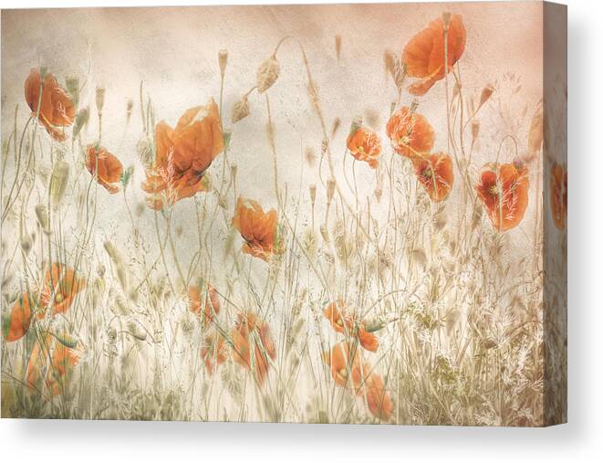 Poppy Canvas Print featuring the photograph Poppies In The Field by Nel Talen