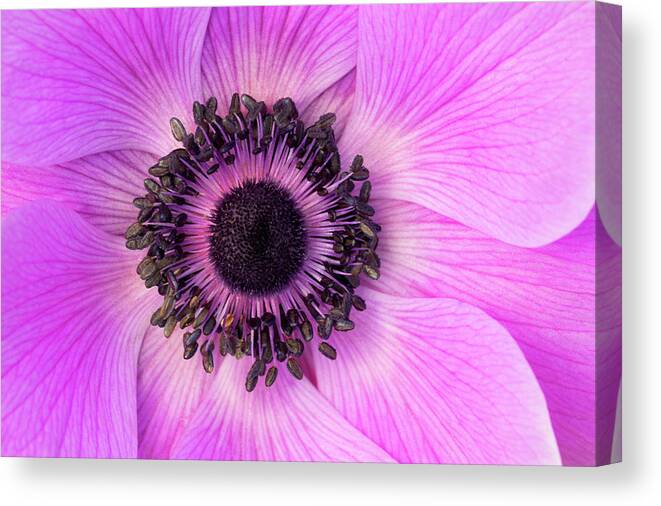Flowers Canvas Print featuring the photograph Poppy Anemone by Patty Colabuono