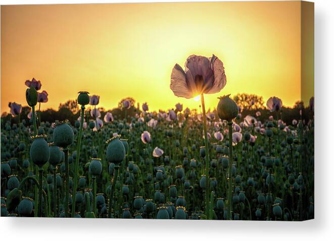 Poppies Canvas Print featuring the photograph Poppy Field Sunset by Framing Places