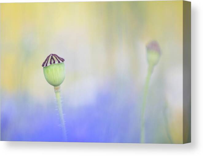 Flower Canvas Print featuring the photograph Poppy seed head in a sea of blue by Anita Nicholson