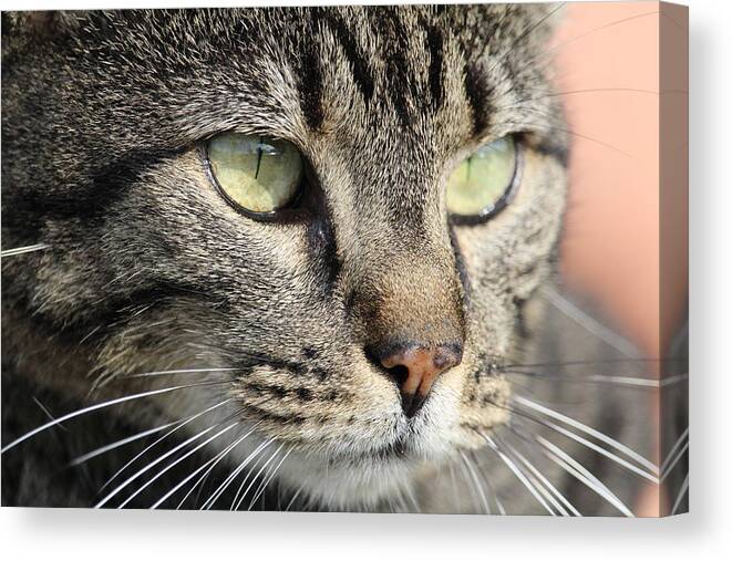 Kitty Canvas Print featuring the photograph Portrait of a Barn Cat by Shana Rowe Jackson