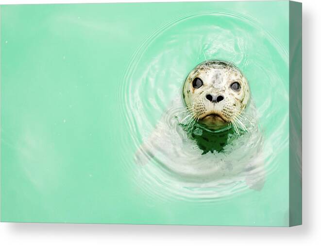 Standing Water Canvas Print featuring the photograph Portrait Of A Seal In Water by Jaime Kowal