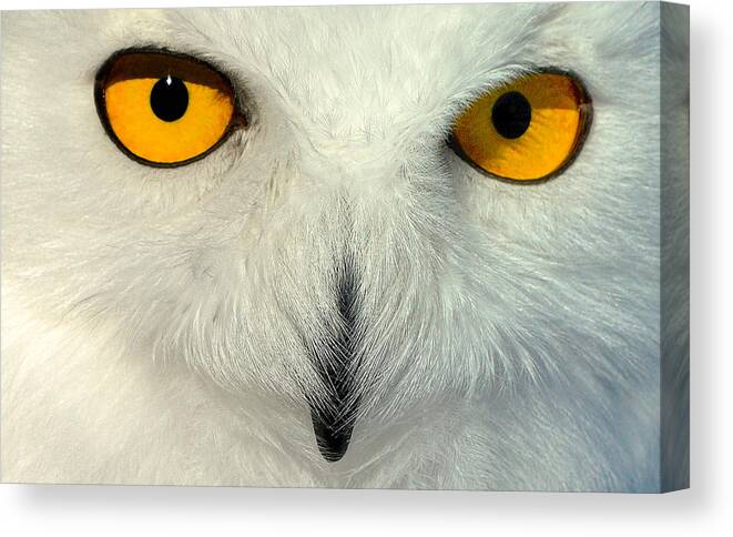 Owl Canvas Print featuring the photograph Portrait Of A Snow Owl by Louis Blair