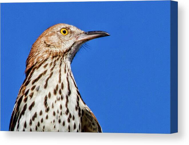 Brown Thrasher Canvas Print featuring the photograph Portrait of a Thrasher by Bob Decker