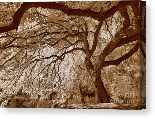 Top Artist Canvas Print featuring the photograph Portrait of a Tree in Infrared by Norman Gabitzsch