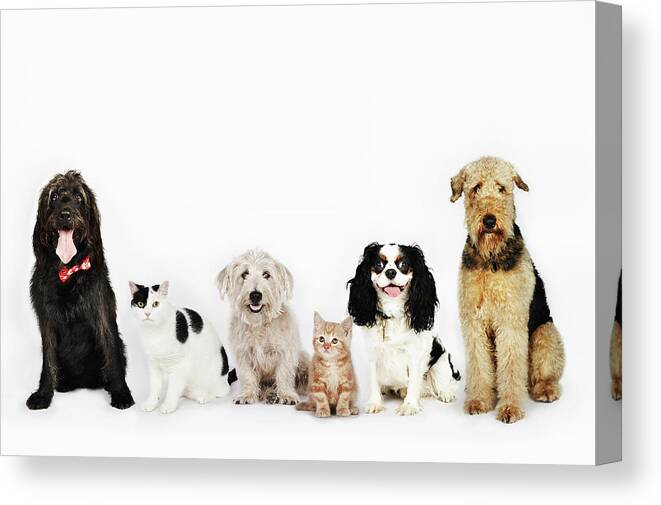 Pets Canvas Print featuring the photograph Portrait Of Cats And Dogs Sitting by Flashpop