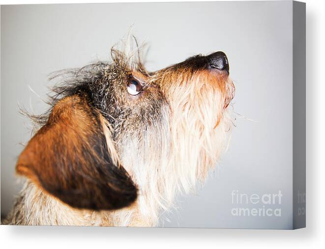 Pets Canvas Print featuring the photograph Portrait Of Wire-haired Dachshund by Westend61