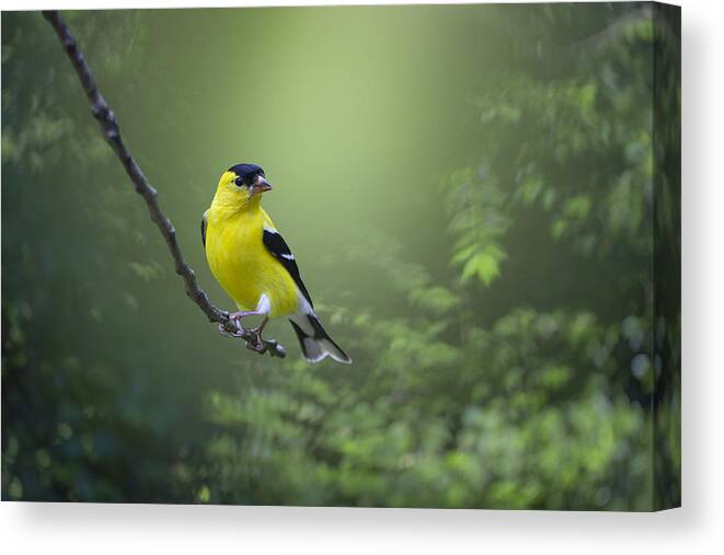 Goldfinch Canvas Print featuring the photograph Posing Pretty by Mickey Maggard Arlow