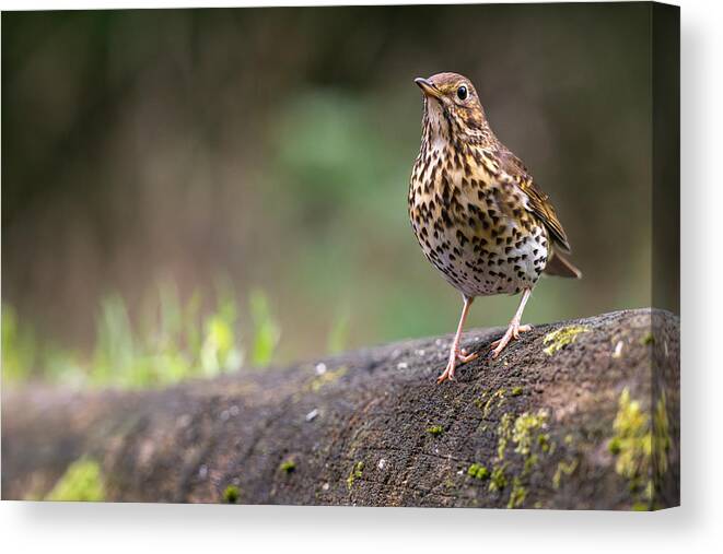 Horizontal Canvas Print featuring the photograph Posing Song Thrush by Bjoern Alicke