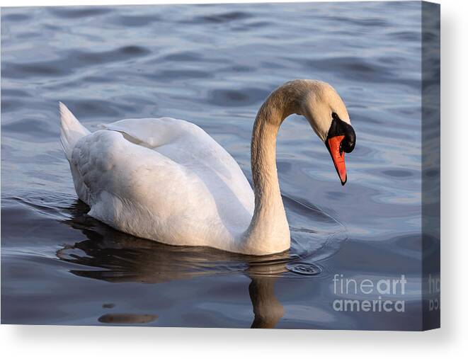 Photography Canvas Print featuring the photograph Posing Swan by Alma Danison