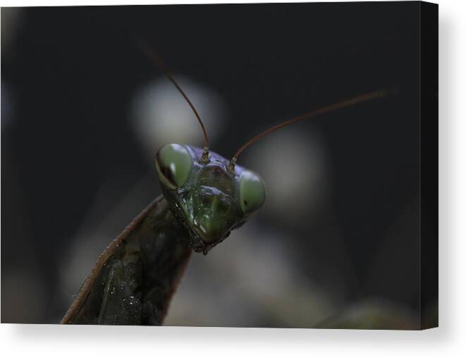 Mantis Canvas Print featuring the photograph Praying mantis by Martin Smith
