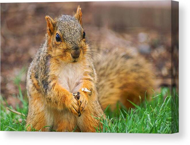 Fox Squirrel Canvas Print featuring the photograph Praying Squirrel by Don Northup