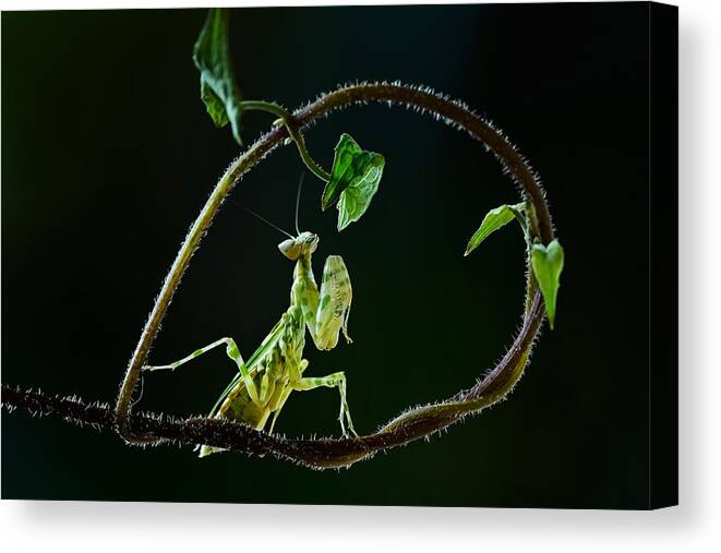 Insect Canvas Print featuring the photograph Praying by Wahyu Winda