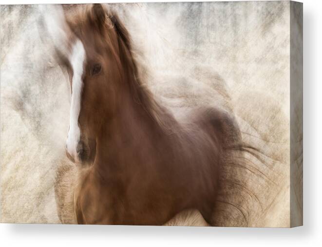 Horse Canvas Print featuring the photograph Pride by Martine Benezech