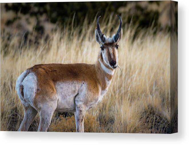 Pronghorn Canvas Print featuring the photograph Pronghorn Glamour Shot by Gary Kochel