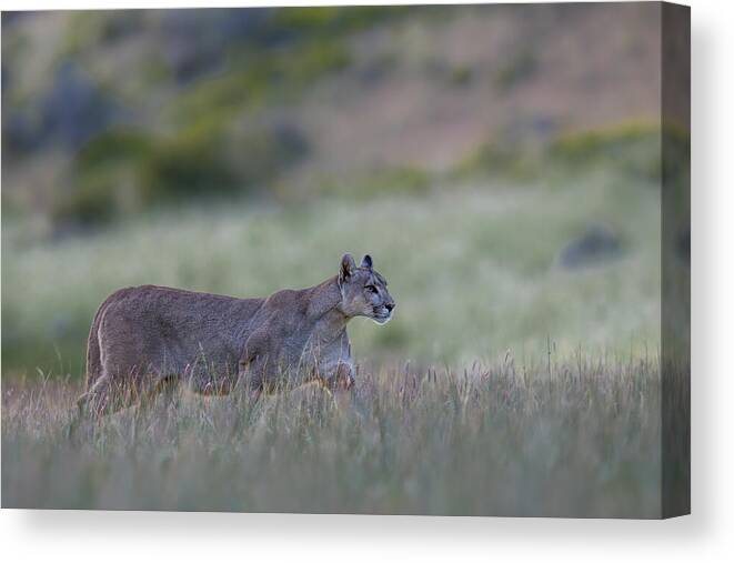 Puma Canvas Print featuring the photograph Prowling Puma by Rajat Dhesi