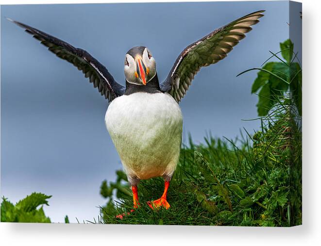 Iceland Canvas Print featuring the photograph Puffin Intimidation by Jeffrey C. Sink