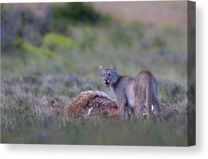 Nature Canvas Print featuring the photograph Puma Growls At Us by Rajat Dhesi