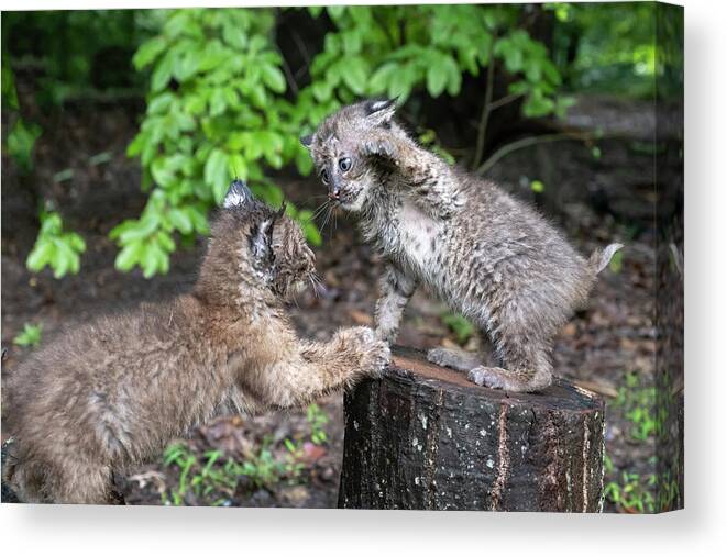 Bobcat Canvas Print featuring the photograph Punch to face slow you down by Dan Friend