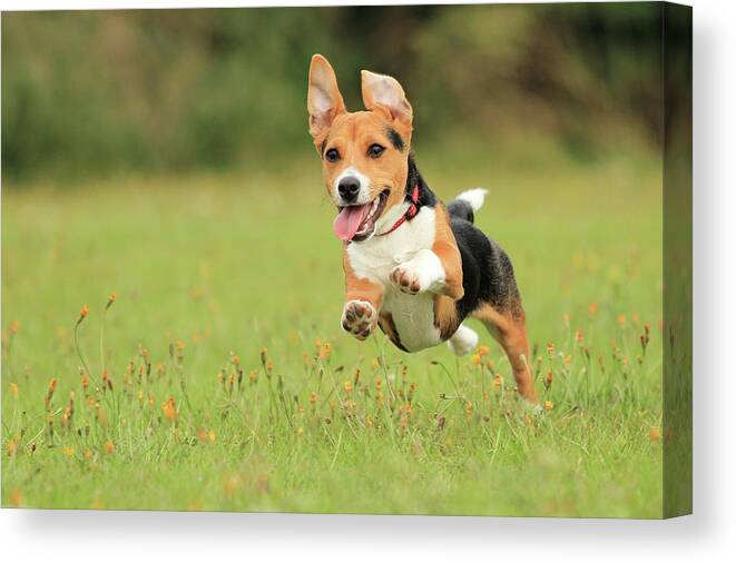 Grass Canvas Print featuring the photograph Puppy by Paul Baggaley