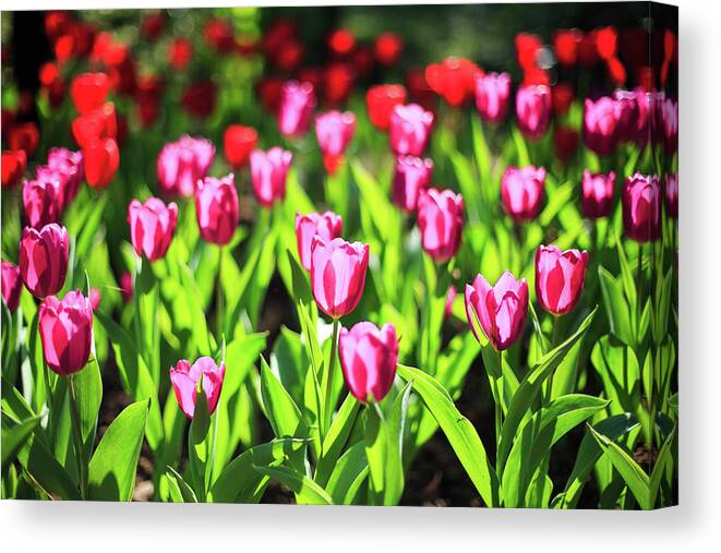 Taiwan Canvas Print featuring the photograph Purple And Red Tulips Under Sun Light by Samyaoo