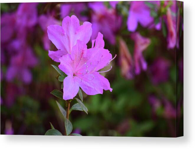 Flowers Canvas Print featuring the photograph Purple Azaleas in Bloom by Nicole Lloyd