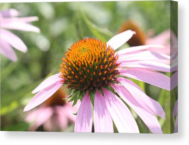 Purple Canvas Print featuring the photograph Purple Coneflower Bloom and Petals by Christopher Lotito