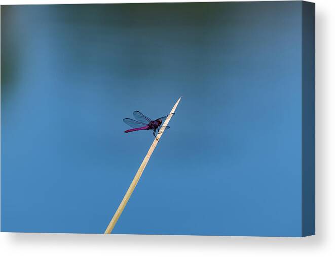 Dragonfly Canvas Print featuring the photograph Purple Dragonfly by Douglas Killourie