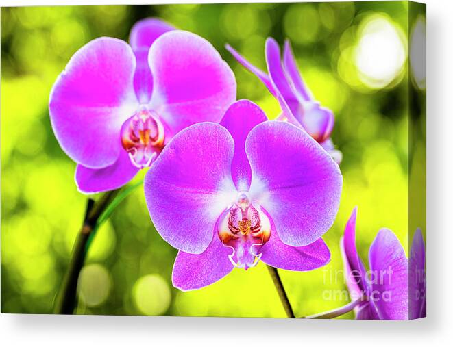 Background Canvas Print featuring the photograph Purple Orchid Flowers by Raul Rodriguez