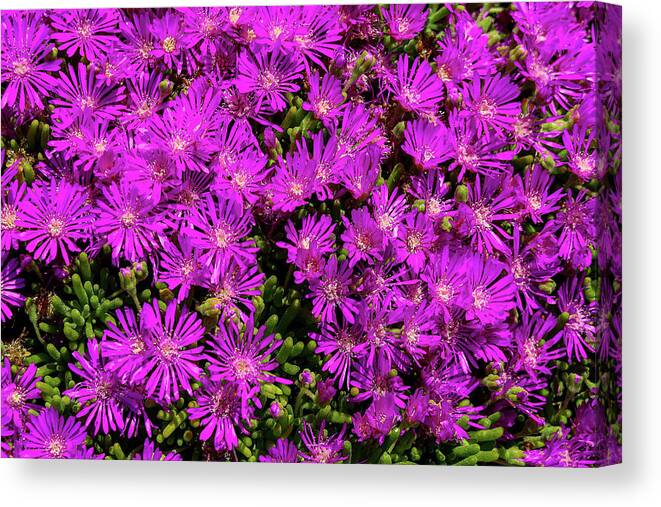 Flowers Canvas Print featuring the photograph Purple Pop by Robert Blandy Jr