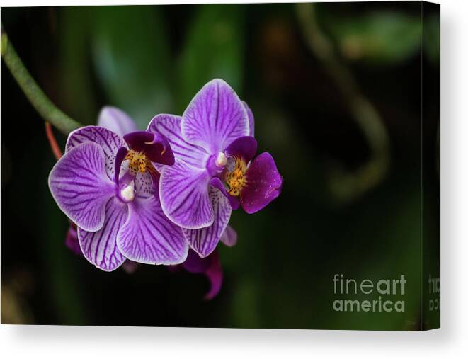 Phalaenopsis Canvas Print featuring the photograph Purple Striped Phalaenopsis by Jennifer White