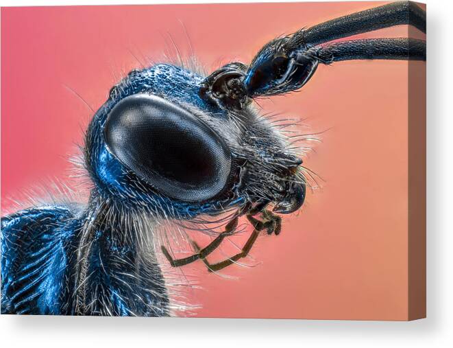 Insect Canvas Print featuring the photograph "jewel Wasp" by Abolfazl Arab