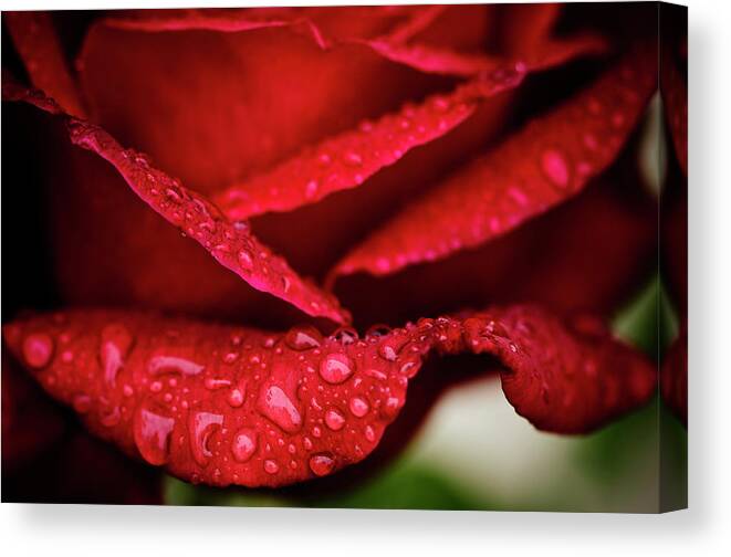Flowerbed Canvas Print featuring the photograph Rain Drops On Rose Petal by Ogphoto