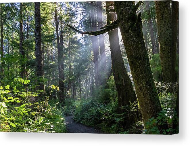 Background Canvas Print featuring the photograph Rain Forest at La Push by Ed Clark