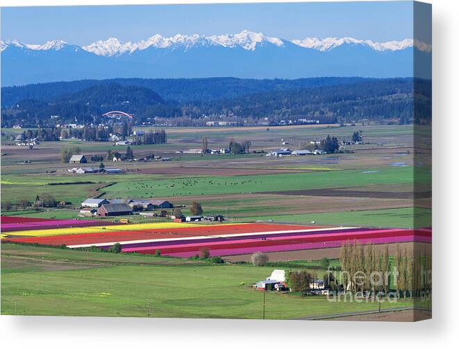 Rainbow Canvas Print featuring the photograph Rainbow Tulips by Louise Magno