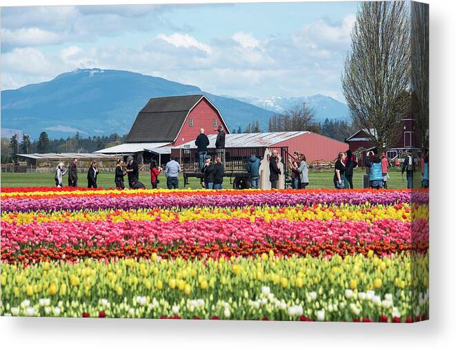 Rainbow Tulips Red Barn Blue Mountains Canvas Print featuring the photograph Rainbow Tulips Red Barns Blue Mountains by Tom Cochran