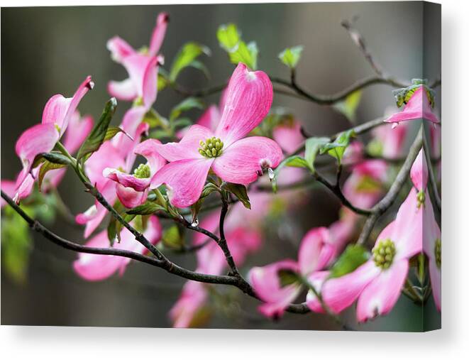 Pink Canvas Print featuring the photograph Raindrops on Dogwoods by Mary Ann Artz