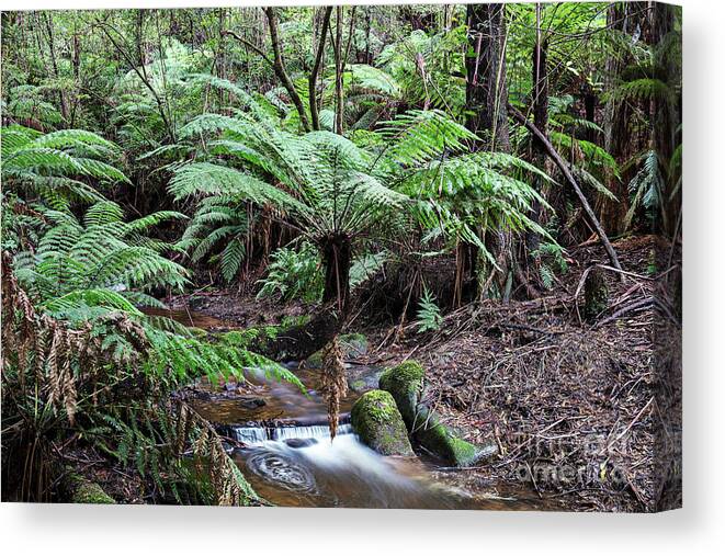 Stream Canvas Print featuring the photograph Rainforest Stream by Michael Szoenyi/science Photo Library