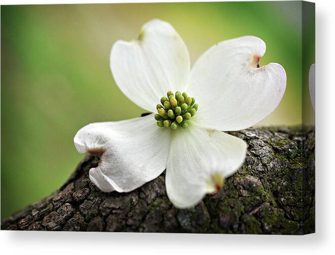 Dogwood Canvas Print featuring the photograph Raining Sunshine by Michelle Wermuth