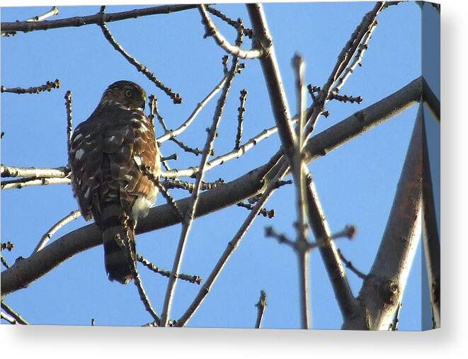 Sharp-shinned Hawk Canvas Print featuring the photograph Rapace by Asbed Iskedjian