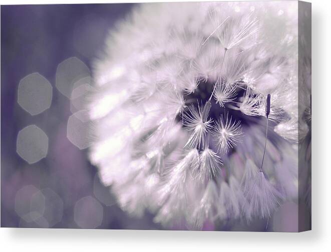 Dandelion Canvas Print featuring the photograph Rave by Michelle Wermuth