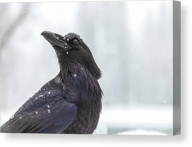 Corvus Corax Canvas Print featuring the photograph Raven In Snow by Jonathan Nguyen