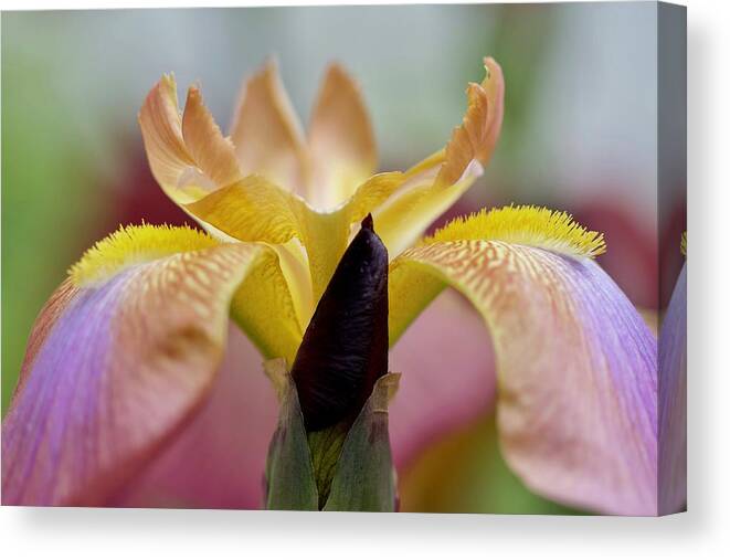 Flower Canvas Print featuring the photograph Reaching Out by Sherry Hallemeier