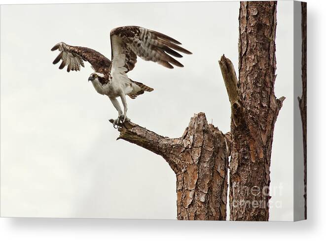 Osprey Canvas Print featuring the photograph Ready for Takeoff by Jayne Carney