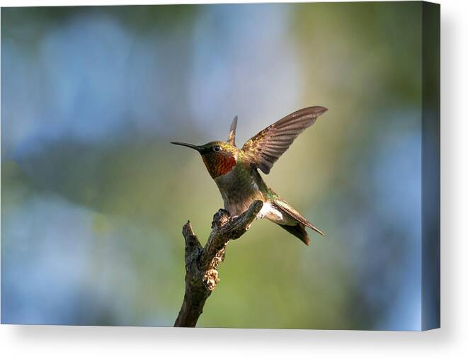 Ruby-throated Humming Bird Canvas Print featuring the photograph Ready To Fly by Jian Xu