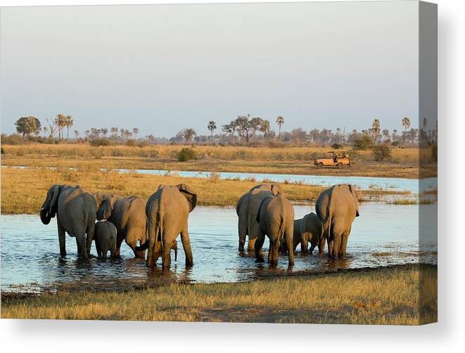 Kenya Canvas Print featuring the photograph Rear View Of African Elephant Loxodonta by Daryl Balfour