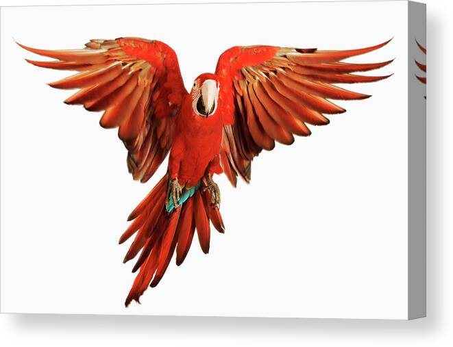 Næb Individualitet pad Red-and-green Macaw Ara Chloroptera Canvas Print / Canvas Art by Martin  Harvey