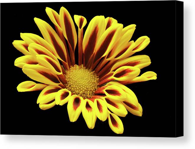Chrysanthemum Canvas Print featuring the photograph Red And Yellow Mum. by Terence Davis